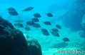 foto de buceo