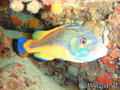 foto de buceo