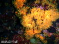foto de buceo