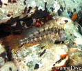 foto de buceo