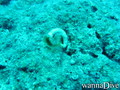 foto de buceo
