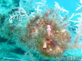 foto de buceo