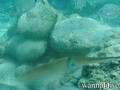 foto de buceo