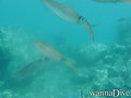 foto de buceo