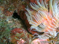 foto de buceo
