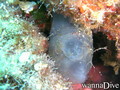 foto de buceo