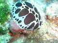 foto de buceo