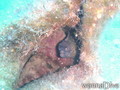 foto de buceo