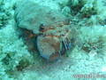 foto de buceo