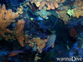 foto de buceo