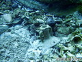 foto de buceo