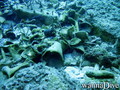 foto de buceo