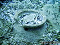 foto de buceo