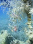 foto de buceo