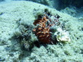 foto de buceo
