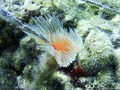 foto de buceo