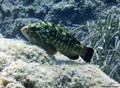 foto de buceo