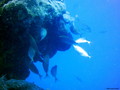 foto de buceo