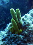 foto de buceo