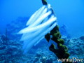 foto de buceo