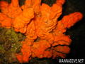 foto de buceo