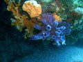foto de buceo