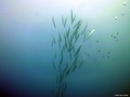 foto de buceo