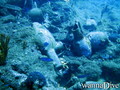 foto de buceo