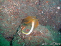 foto de buceo