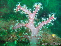 foto de buceo