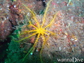 foto de buceo