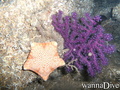foto de buceo