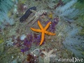 foto de buceo