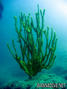 foto de buceo