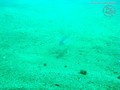 foto de buceo