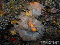 foto de buceo