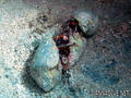 foto de buceo