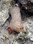 foto de buceo