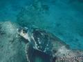foto de buceo