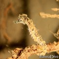 foto de buceo