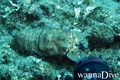 foto de buceo