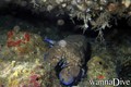 foto de buceo