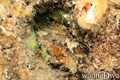 foto de buceo