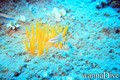 foto de buceo