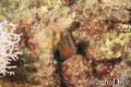 foto de buceo