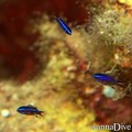 foto de buceo