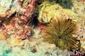 foto de buceo