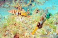 foto de buceo