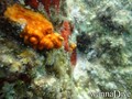 foto de buceo