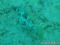 foto de buceo
